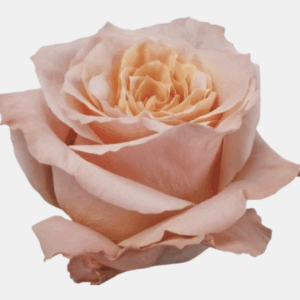 ROSE SHIMMER - 70 CM